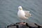 Seagull on a pier in Svolvaer, Lofoten Archipelago, Norway, Europe