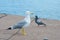 Seagull and a pigeon on a beach