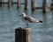 Seagull on piling