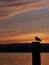 Seagull on piling at sunset at Puget Sound, Tacoma, WA