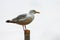 Seagull on the pillar