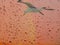 Seagull on a pink background with rain drops. Abstract painting Seagull and drops.