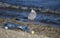 Seagull and plastic bottles dumped on the beach. ecology, pollution, concept.