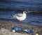 Seagull and plastic bottles dumped on the beach. ecology, pollution, concept.