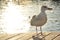 A seagull with it plastic `food`.Animals Eat Ocean Plastic Because it Smells Like Food, and looks like food.