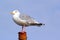 Seagull on a pole close up.