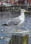 Seagull on a pole at a harbor