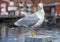 Seagull on a pole at a harbor