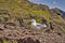 A Seagull at Ponta de Sao Lourenco, Madeira,Portugal. Beautiful scenic mountain view of green landscape,cliffs and