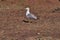 A Seagull at Ponta de Sao Lourenco, Madeira,Portugal. Beautiful scenic mountain view of green landscape,cliffs and