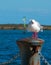 Seagull in Port Albert seaside Harbor Victoria