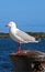 Seagull in Port Albert seaside Harbor Victoria