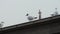 Seagull at the port of Hamburg