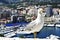 Seagull and Port Hercules in La Condamine and Monte Carlo, in Mo