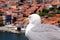 Seagull in Porto