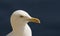 Seagull portrait