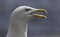 Seagull portrait