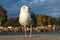 Seagull Portrait