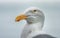 Seagull Portrait