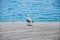 Seagull portrait against The Mediterranian sea on the background