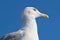 Seagull portrait close up