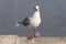 Seagull portrait,Close up view of white bird seagull sitting by the Concrete.