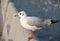 Seagull portrait,Close up view of white bird seagull sitting by the Concrete.