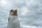 Seagull portrait cloudy sky