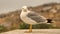 Seagull portrait.European herring gull.