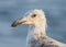 Seagull Portrait - Immature Juvenile