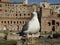 Seagull portrait on imperial forums fori imperiali rome buildings on walkway