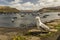 Seagull in Portree Harbour