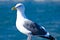 Seagull posing with blue sea background