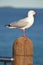 Seagull on a post.