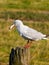 Seagull on post with crust of bread in mouth.