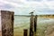 Seagull on post at New Jersey Shore