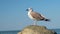 Seagull preening feathers on rocks against background of sea in summer