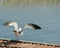 Seagull preparing to fly