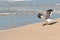 Seagull, preparing to take flight from a tropical, sandy beach, shoreline on a sunny, windy