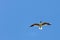 Seagull preys on an insect flies on blue sky background