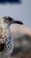 Seagull profile not yet fully developed, the feathers change around 2 years of life and the subject still has the color of the plu