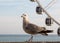 Seagull on promenade in Brighton