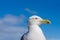 A Seagull proudly sitting on a historic building from Rome, Italy