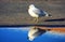 Seagull and puddle of water