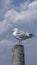 Seagull on a pylon