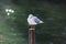 Seagull on a pylon