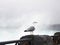 Seagull on railing ledge rock with Niagara Falls mist