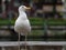 Seagull in rain in harbour