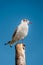 Seagull with red beak and red legs perched atop a wooden pole