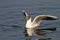 Seagull with reflections